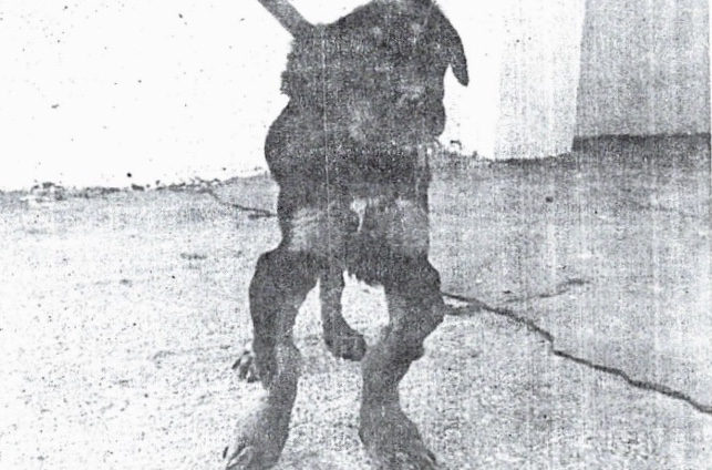 Fertiberia quiere enterrar los fosfoyesos para eliminar la radiactividad 1 Moncloa Perros