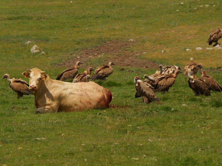 Los ganaderos denuncian que los buitres matan a sus animales