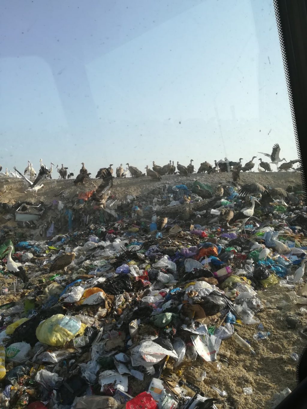 Los ganaderos denuncian que los buitres matan a sus animales 1 Moncloa WhatsApp Image 2019 07 21 at 16.06.04 Moncloa