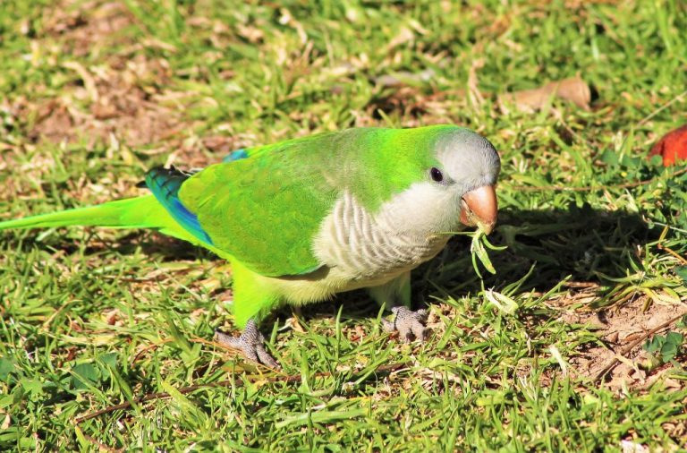 Los expertos en aves dan espaldarazo a Almeida: hay que erradicar a las cotorras