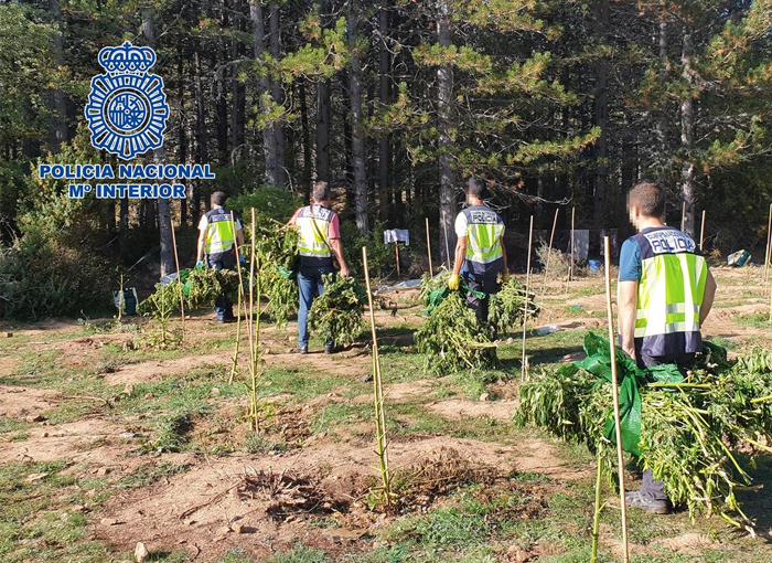 Desarticulado por la Policía Nacional un grupo dedicado al cultivo de marihuana en el Parque Natural Serranía de Cuenca La Policía Nacional desmantela un grupo dedicado al cultivo y distribución de marihuana en el Parque Natural Serranía de Cuenca