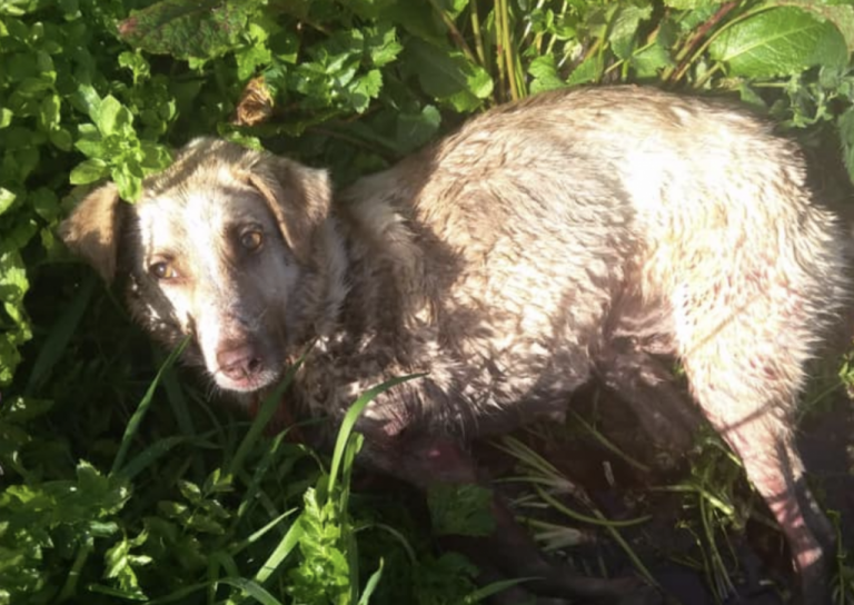 El cazador de Lugo afronta seis meses de cárcel por disparar y apalear a su perra