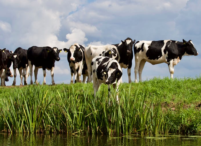 Cuatro personas ingresadas en un nuevo caso de Fiebre Q en La Rioja 1 Moncloa Cuatro personas contagiadas de Fiebre Q en La Rioja