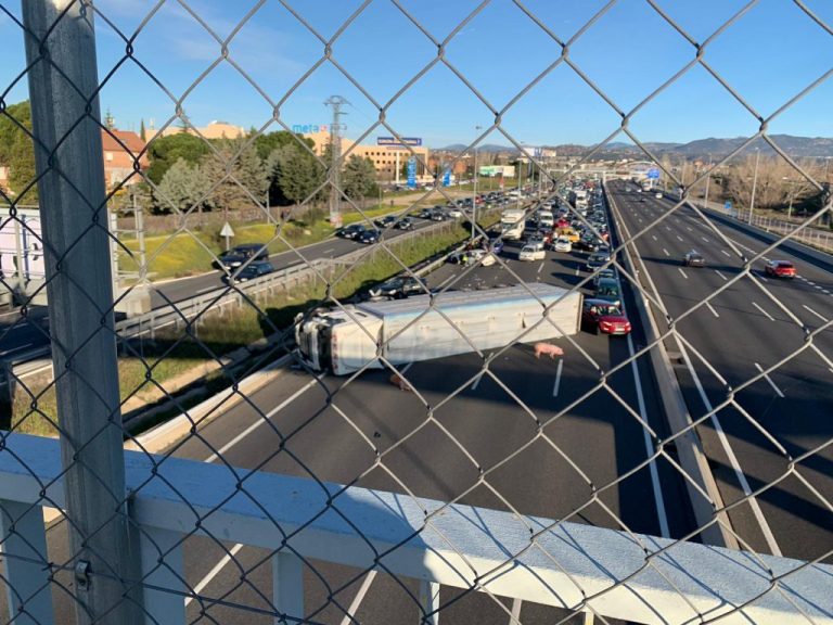 Cerdos en mitad de la A6: vuelca un camión en hora punta