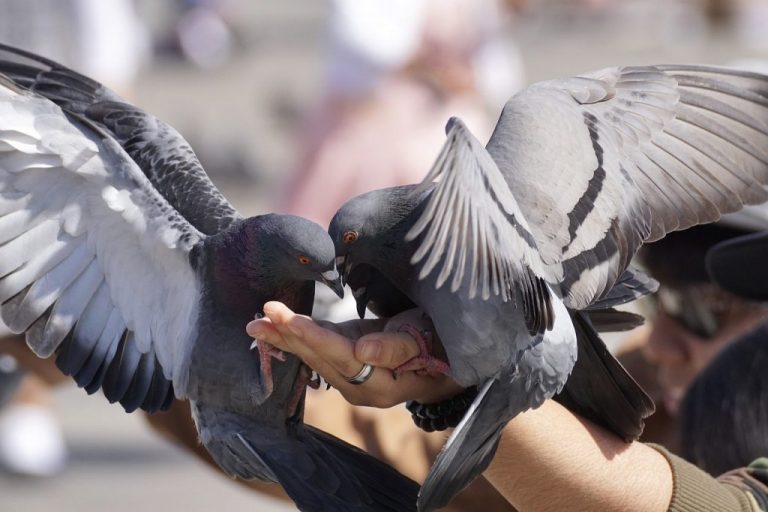 El coronavirus también mata de hambre: el drama de las palomas
