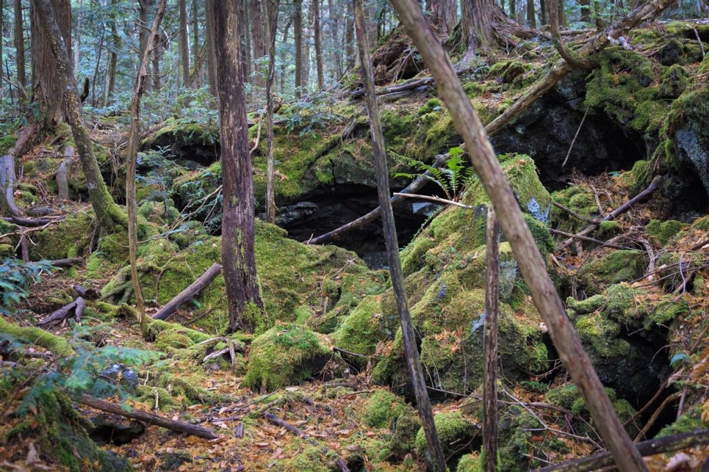 bosque de los muertos Japón