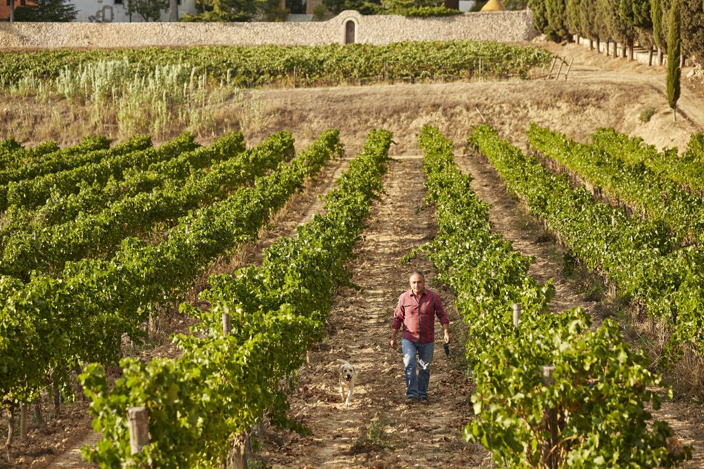 vinos-albet-i-noya