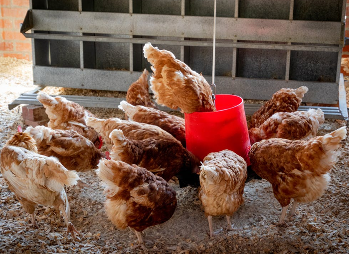 POLLOS INDUSTRIALES: CRÍA INTENSIVA