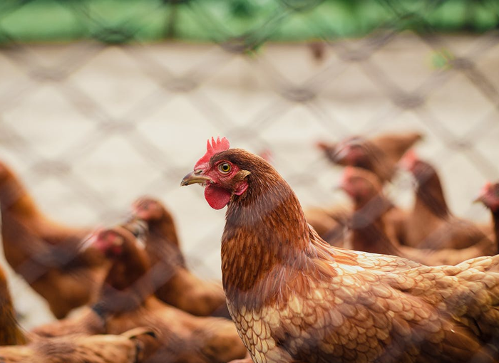 MEJOR CALIDAD DE VIDA EN LOS POLLOS CAMPEROS