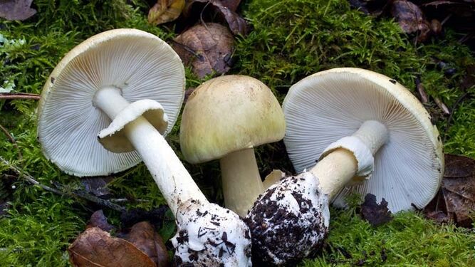 setas-venenosas-amanita