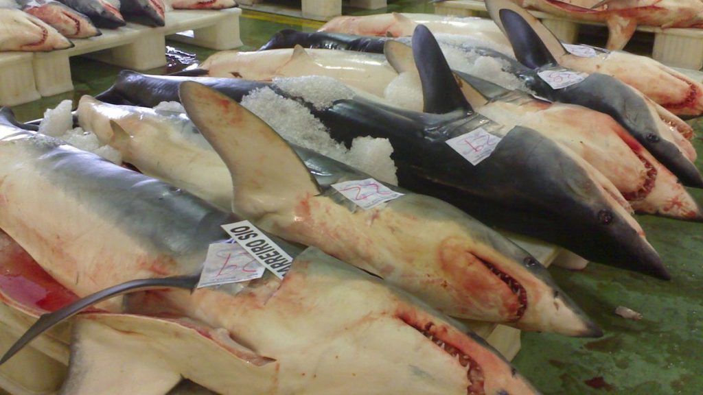 El Gobierno manda a la basura 90 toneladas de pescado de una especie amenazada 1 Moncloa marrajos Moncloa