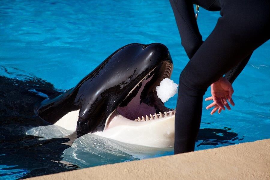 1616758415_orcas_loro_parque_1_