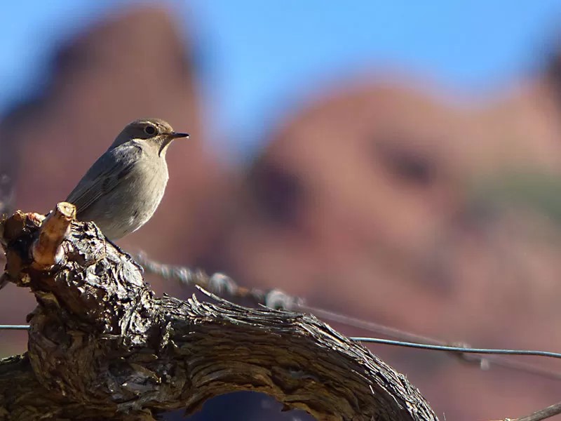 La modernización de los viñedos afecta al uso que aves y mamíferos hacen de ellos