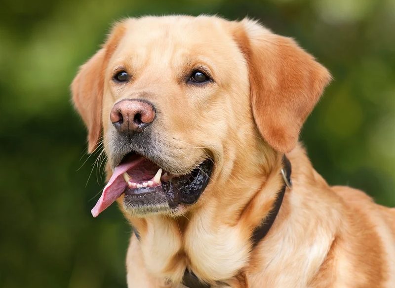 REVISIÓN VETERINARIA PERIÓDICA PARA TU PERRO