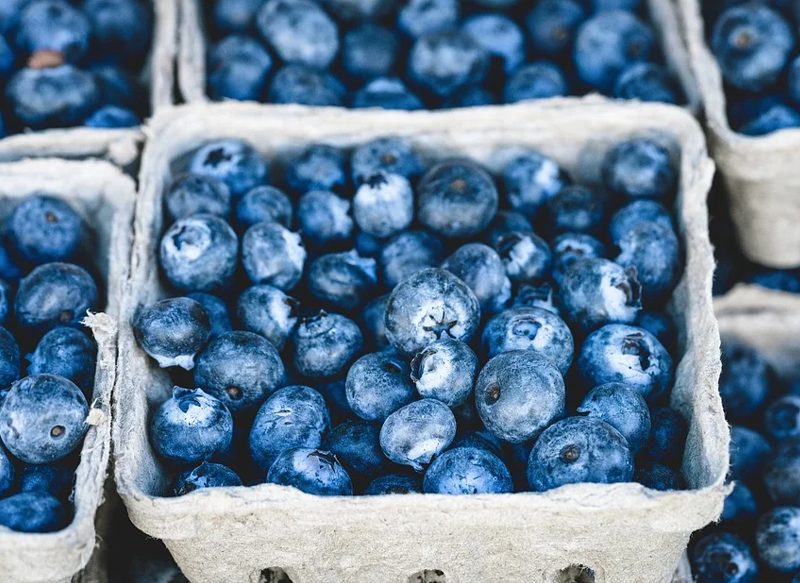 ARÁNDANOS Y UVAS NEGRAS BENEFICIAN AL CEREBRO