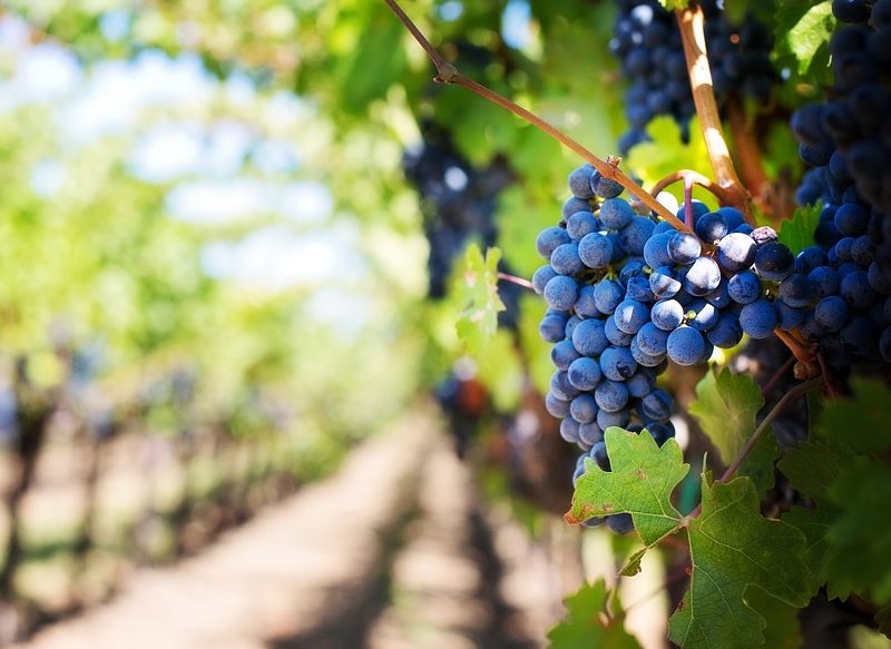 LA UVA, UNA FRUTA ENERGÉTICA Y NUTRITIVA