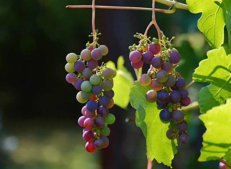 AMPLIA VARIEDADES DE UVAS
