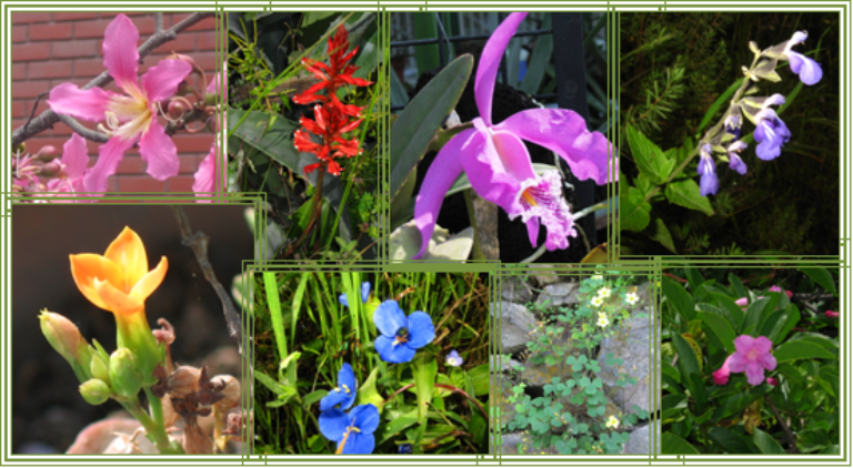 Siri no sabe de botánica