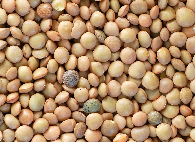 LAS LENTEJAS TAMBIÉN AYUDAN A BAJAR DE PESO