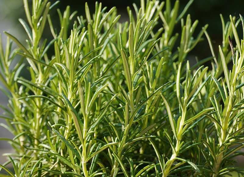 OTROS USOS DEL ROMERO