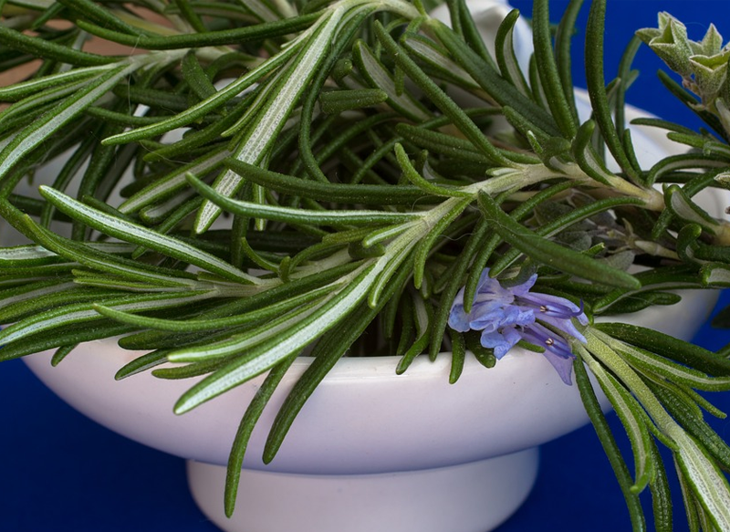 EL ROMERO, UNA PLANTA MUY VERSÁTIL