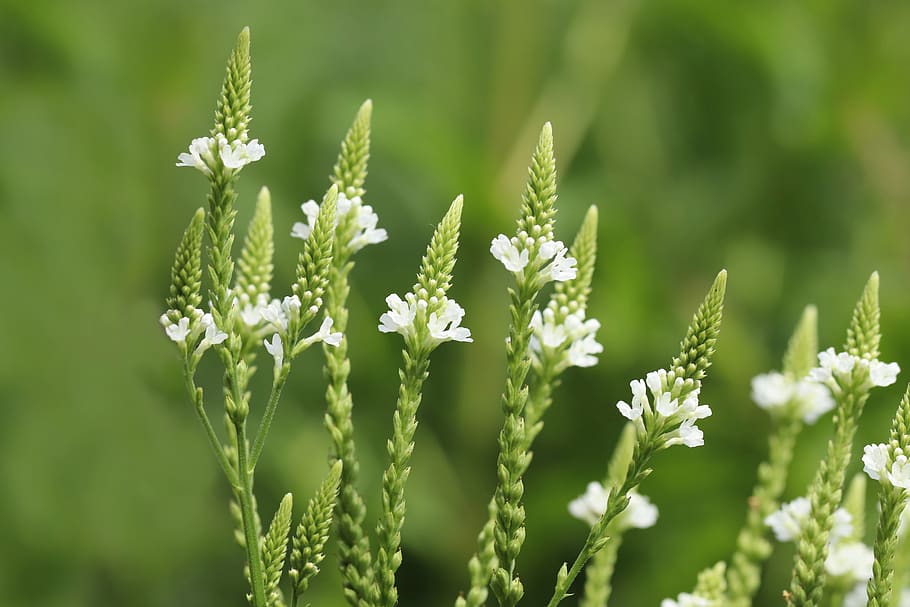 verbena
