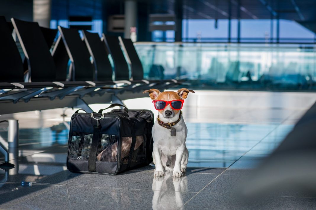 Las 10 mejores aerolíneas para viajar con tu mascota