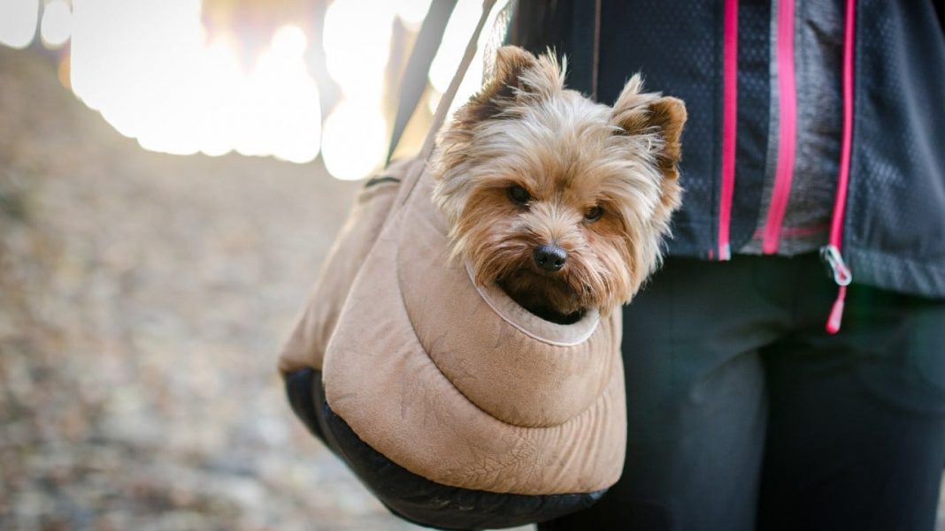 ¿Cuándo es la mejor época para viajar con nuestras mascotas?