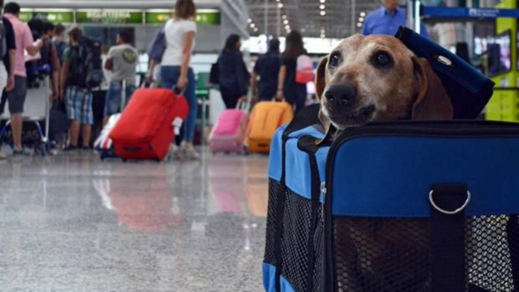 ¿Qué requisitos debo cumplir para viajar con mi mascota?