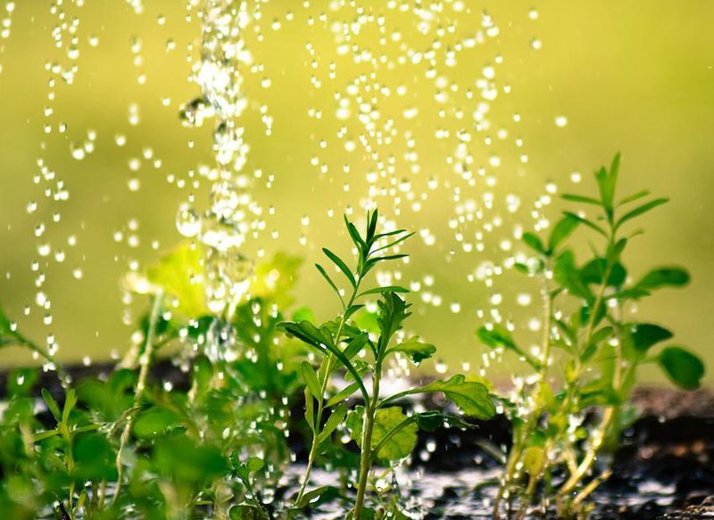 EL TRUCO DE COLOCAR LAS PLANTAS EN EL BAÑO