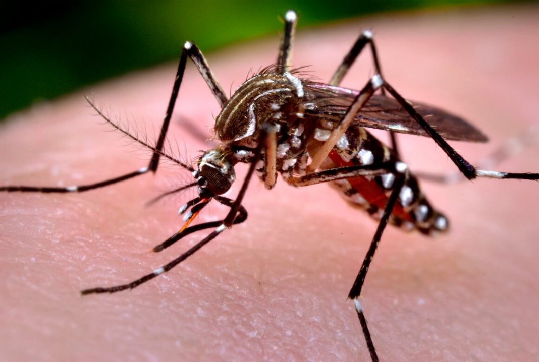 Enfermedades transmitidas por el mosquito tigre