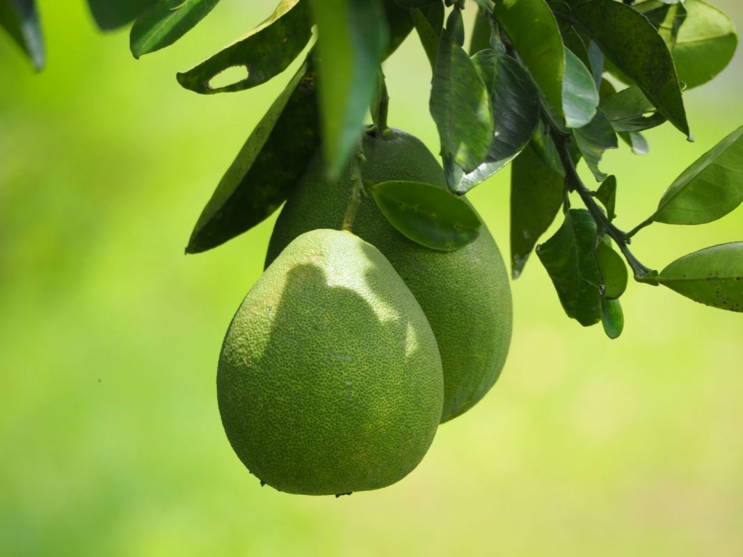 Un superalimento que te ayuda a adelgazar