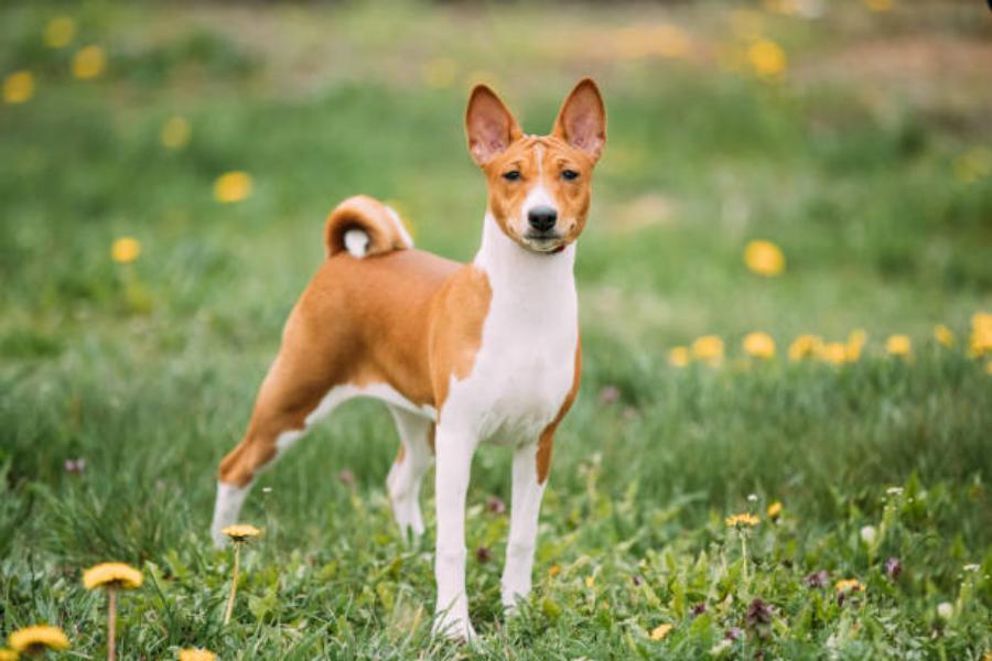 Raza de perro Basenji