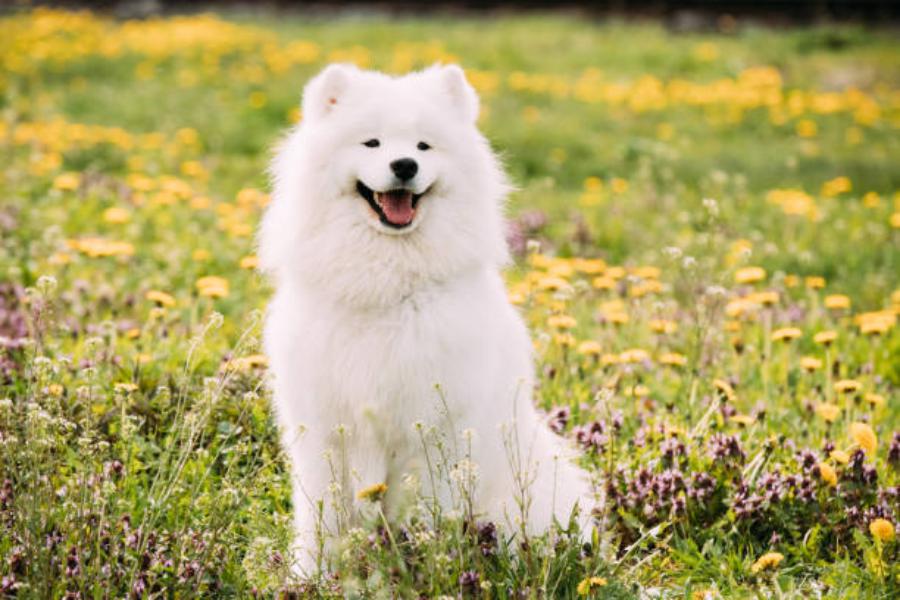 Razas de perro Samoyedo