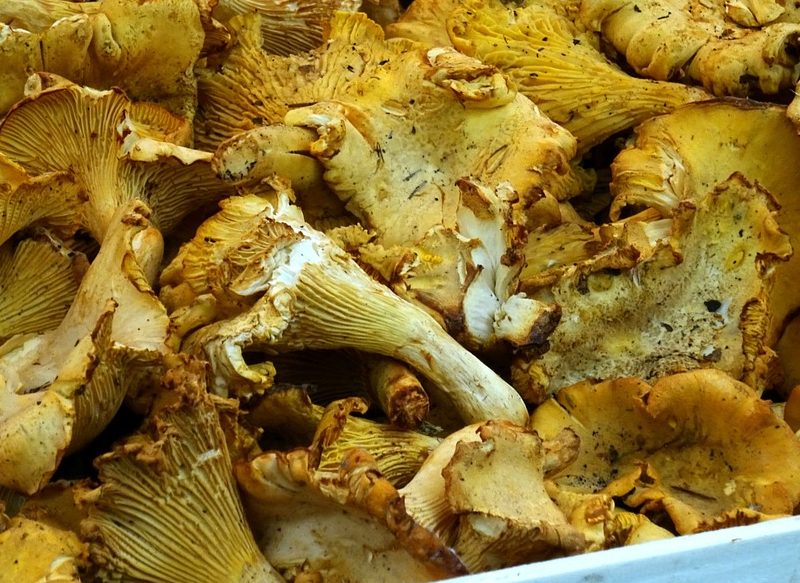 NÍSCALOS AL AJILLO, UNA RECETA RÁPIDA Y SABROSA