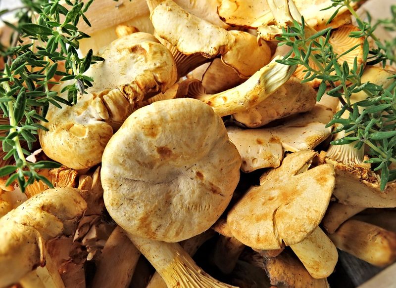 PASOS FINALES DE LOS NÍSCALOS AL AJILLO