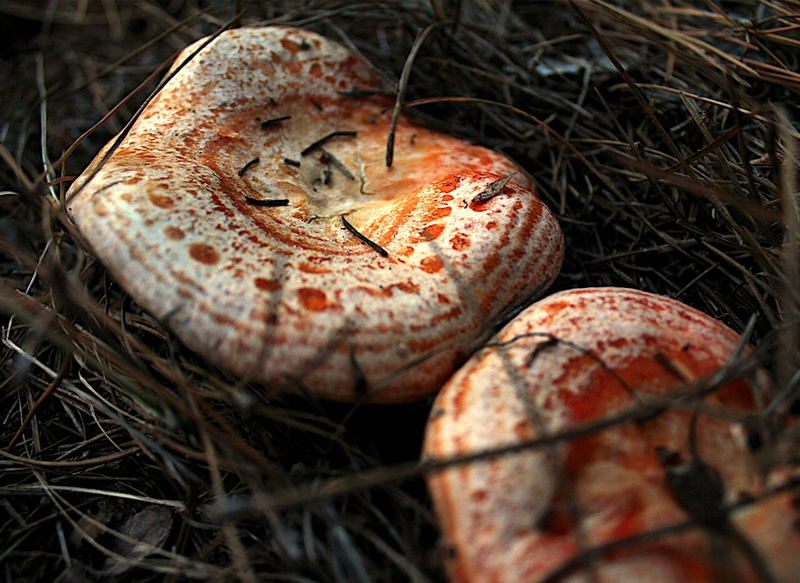 PERFECTOS COMO GUARNICIÓN