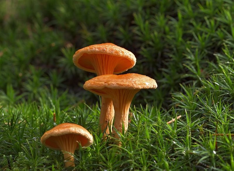 PROPIEDADES DE LOS NÍSCALOS