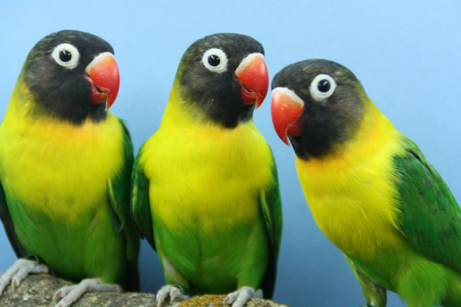 agapornis
