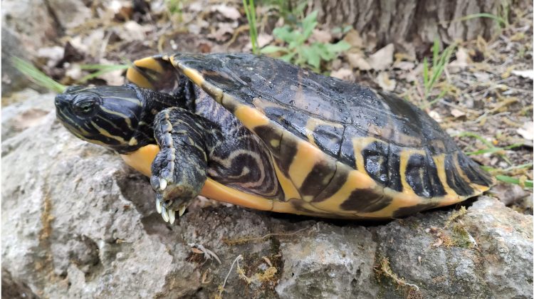 tortuga de la peninsula mascotas