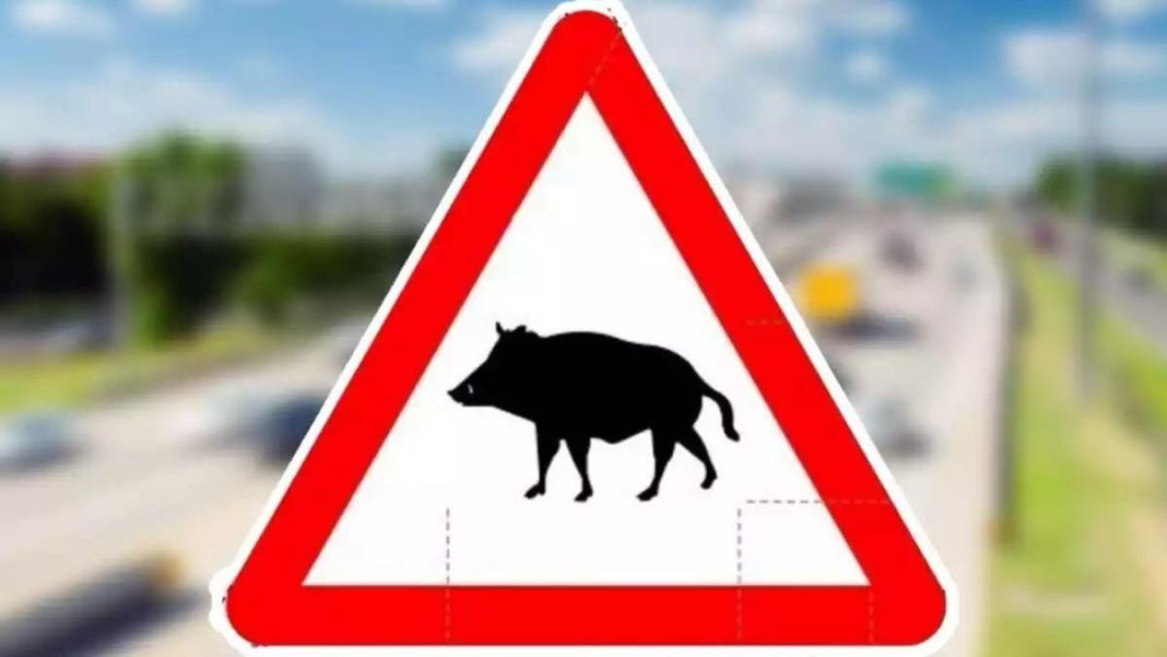Prevenir colisiones contra los animales