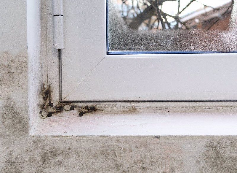 RECURRE A PLANTAS ANTIHUMEDAD