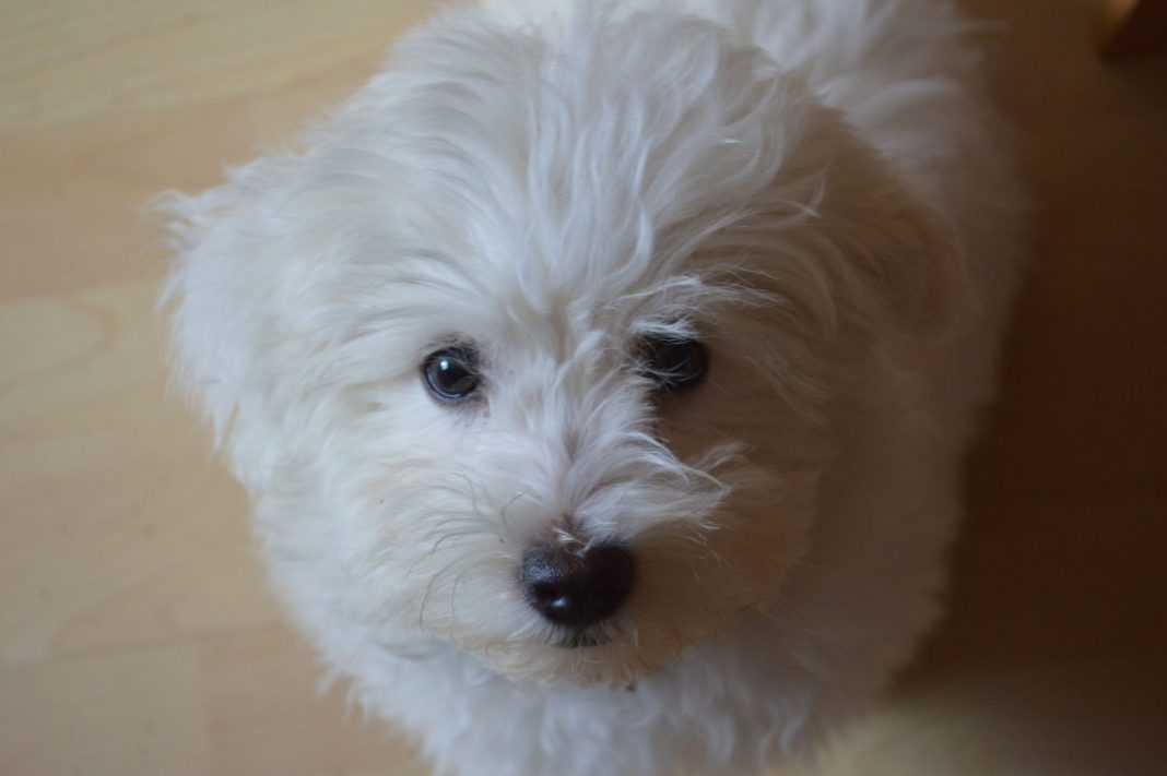 el bichon malter es una de las razas de perro que mejor viven en pisos