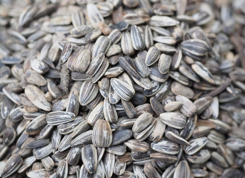 DIFERENTES USOS PARA LAS CÁSCARAS DE PIPAS