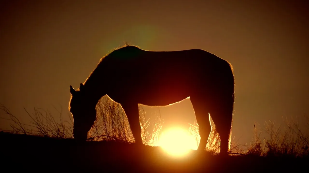 caballo