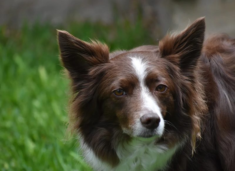 EL COMPORTAMIENTO DE LOS PERROS