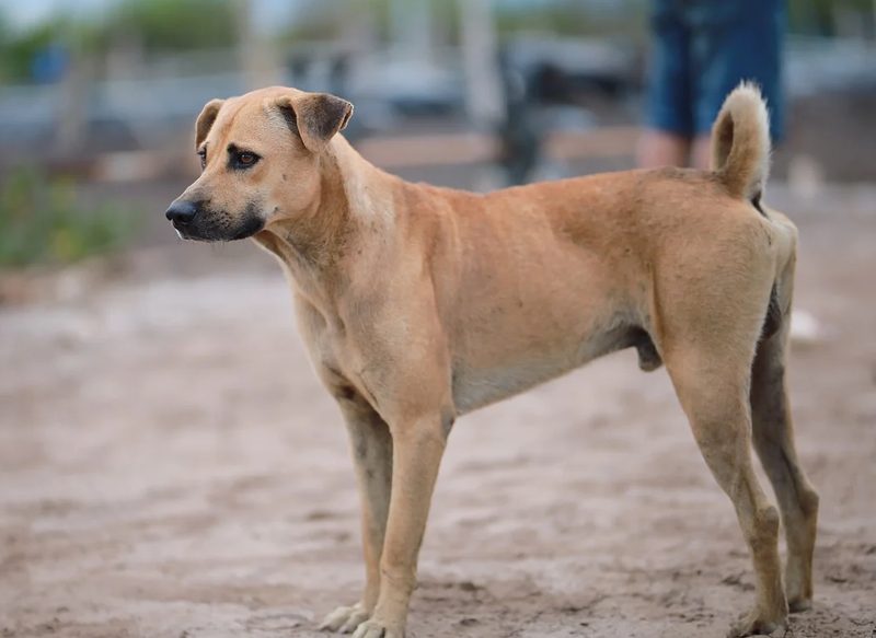 EL CLIMA Y LA CONTAMINACIÓN AFECTA AL COMPORTAMIENTO DE LOS PERROS