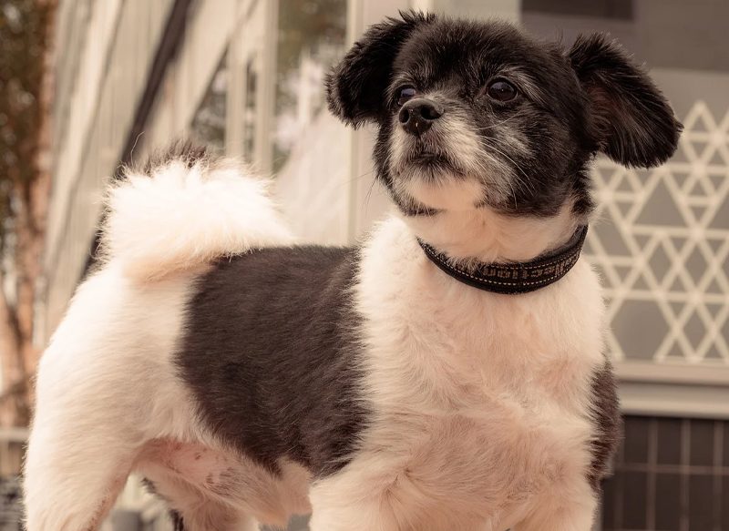 EL MIEDO EN EL PERRO