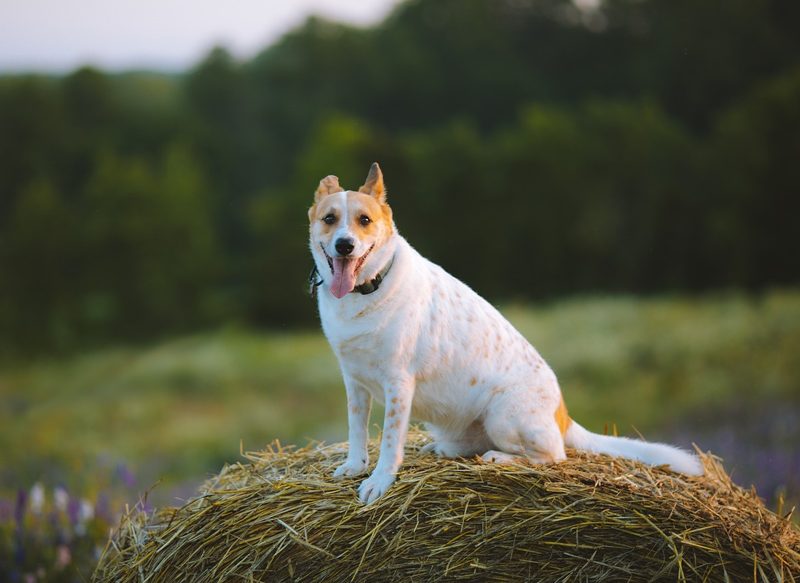 LA AGRESIVIDAD EN PERROS
