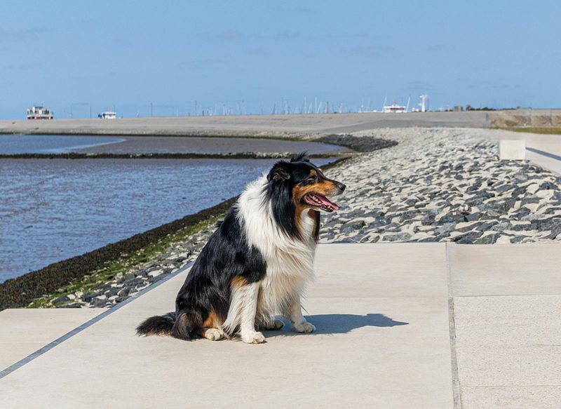 TU PERRO, MENOS AGRESIVO LOS DÍAS CON MÁS LLUVIA
